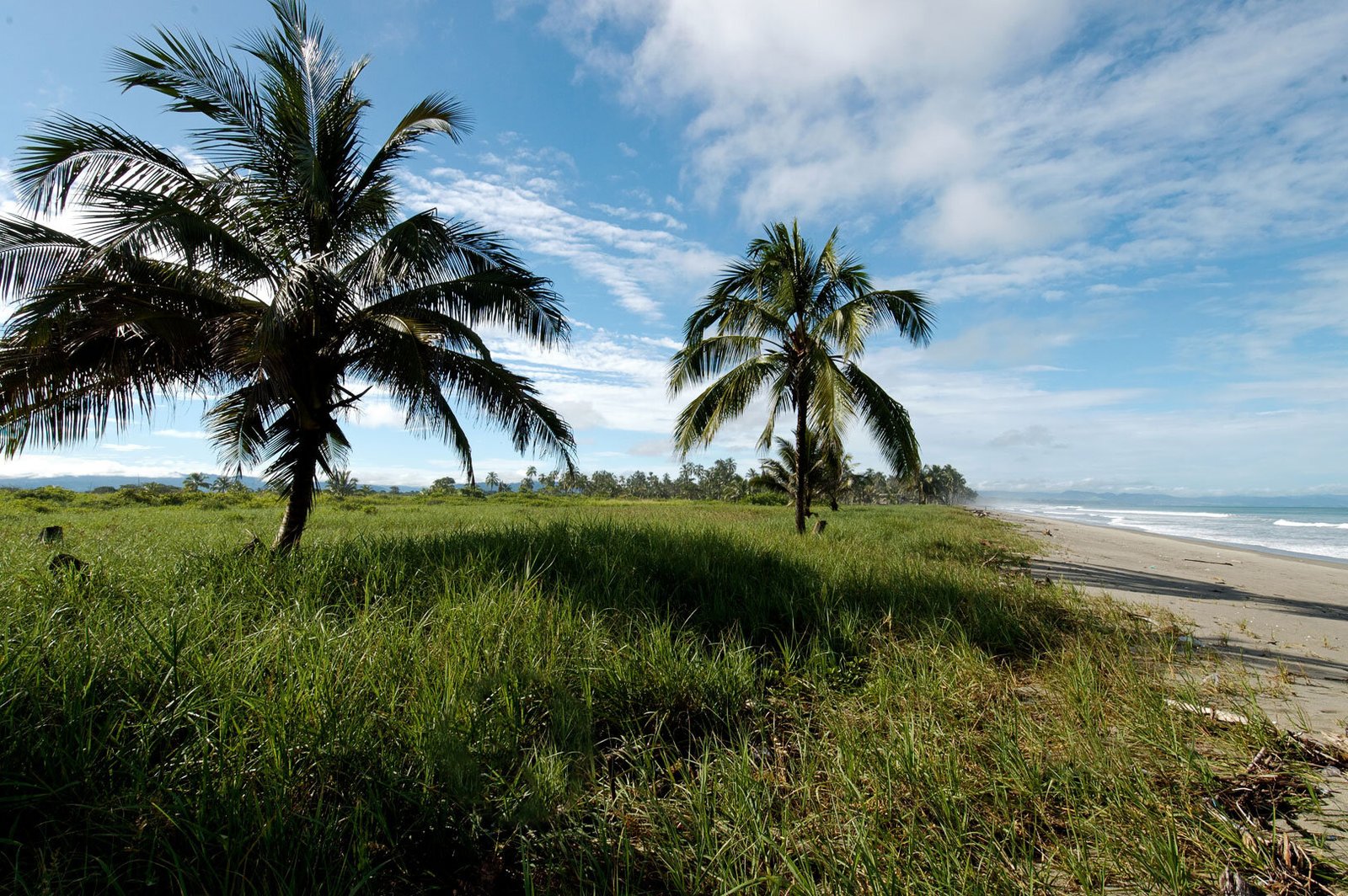 Palm trees over the beach at Cañaveral