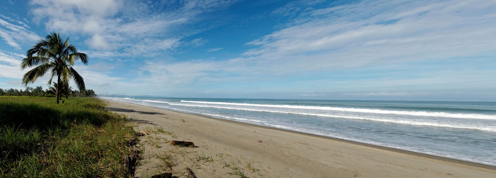 Panorama of coconut palms and turquoise sea
